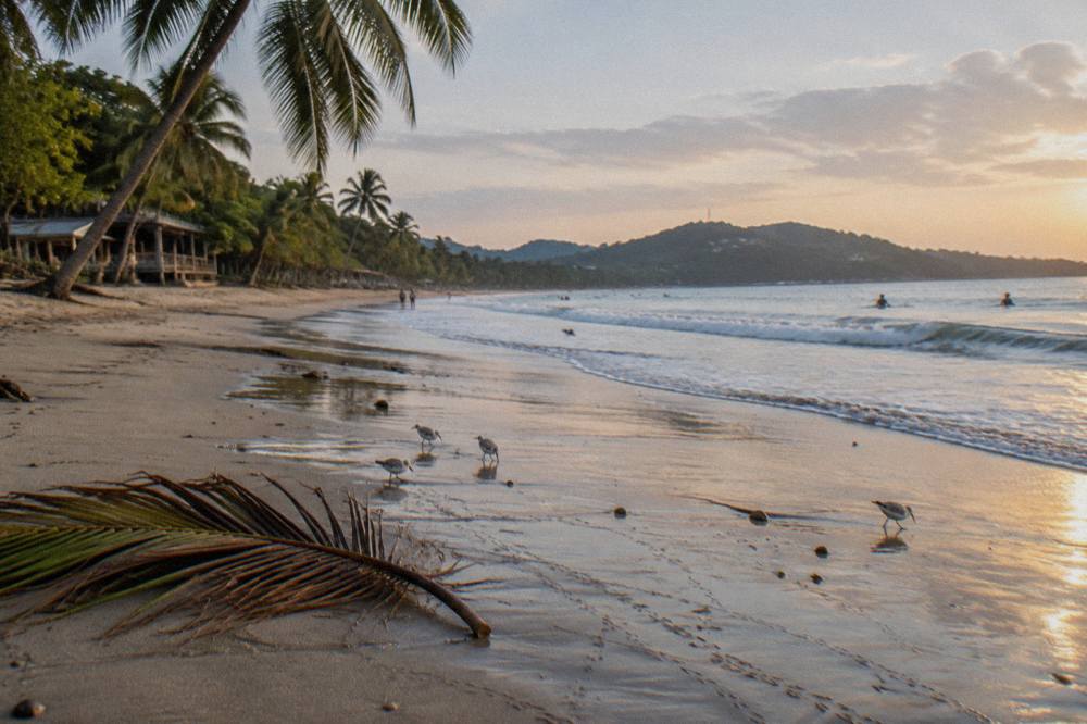 Palm trees leaning over a sandy beach with small waves breaking near shore