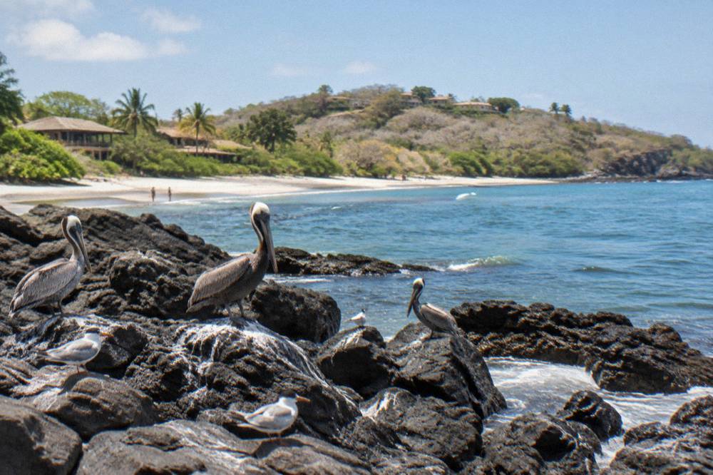Rocky island shoreline in bright sun with gentle waves and seabirds on the rocks