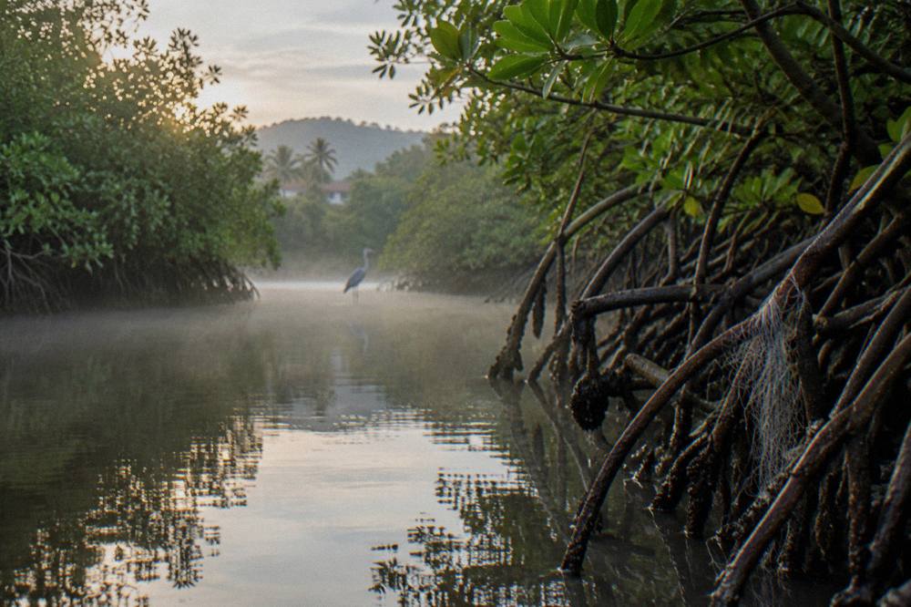 Calm mangrove estuary channel lined with dense green trees in early morning light