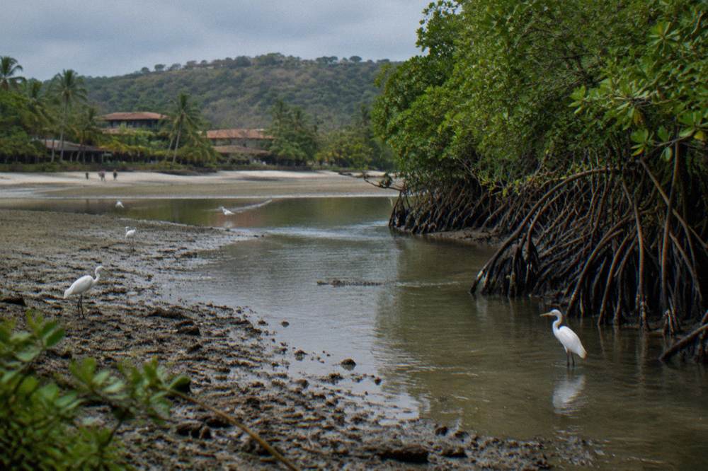 Mangrove estuary channel at low tide with wading birds along the water line