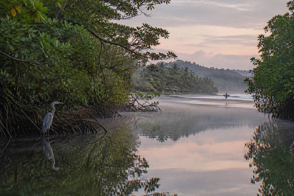 Calm estuary mangroves reflected in still water at dawn