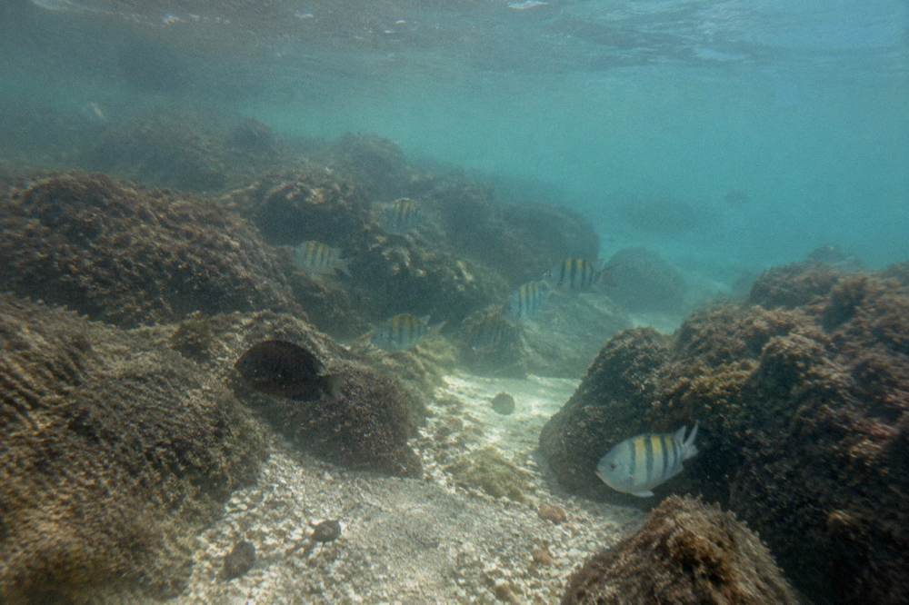 Underwater view of tropical fish over volcanic rocks near a cove