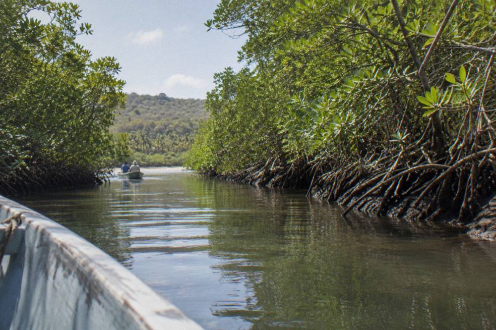 Narrow mangrove channel with dense green foliage on both banks