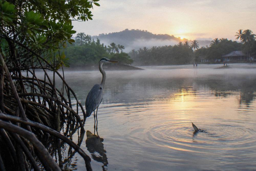 Wading bird standing in shallow mangrove water at dawn