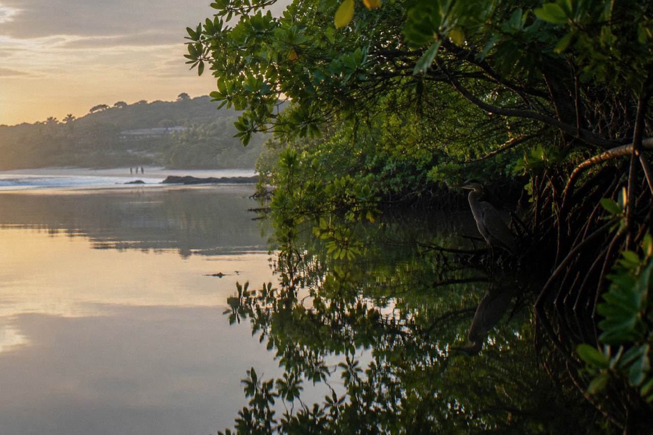 Calm mangrove channel with overhanging trees reflected in still water