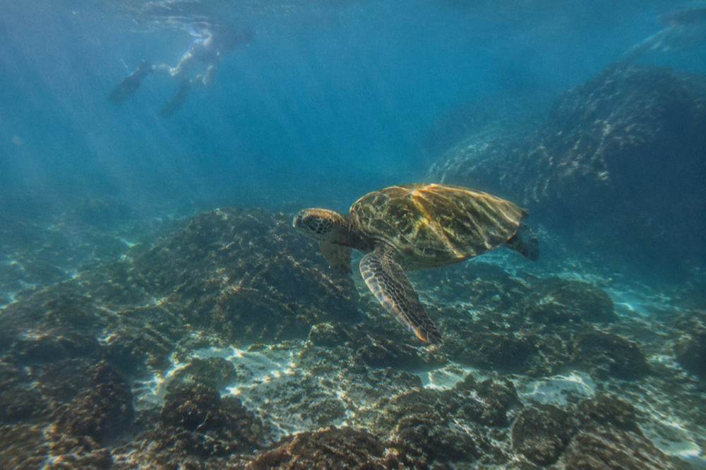 Underwater view of clear blue water above a rocky reef