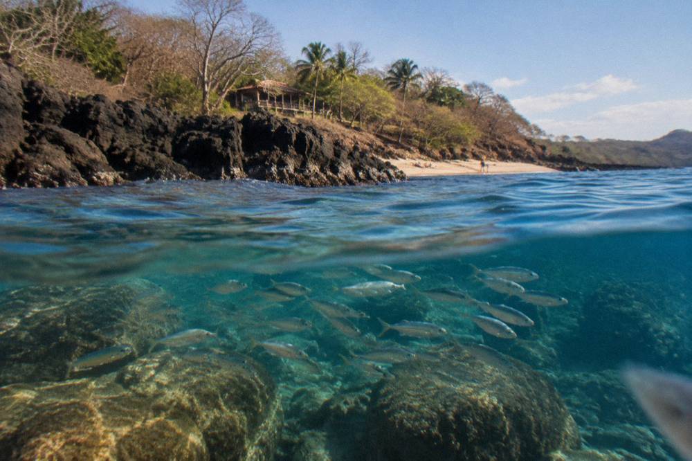 A school of small fish over a rocky reef in blue water