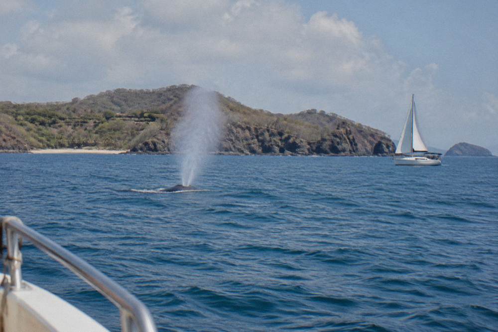 A spray of water rising from the ocean surface near a sailing boat on a calm blue sea