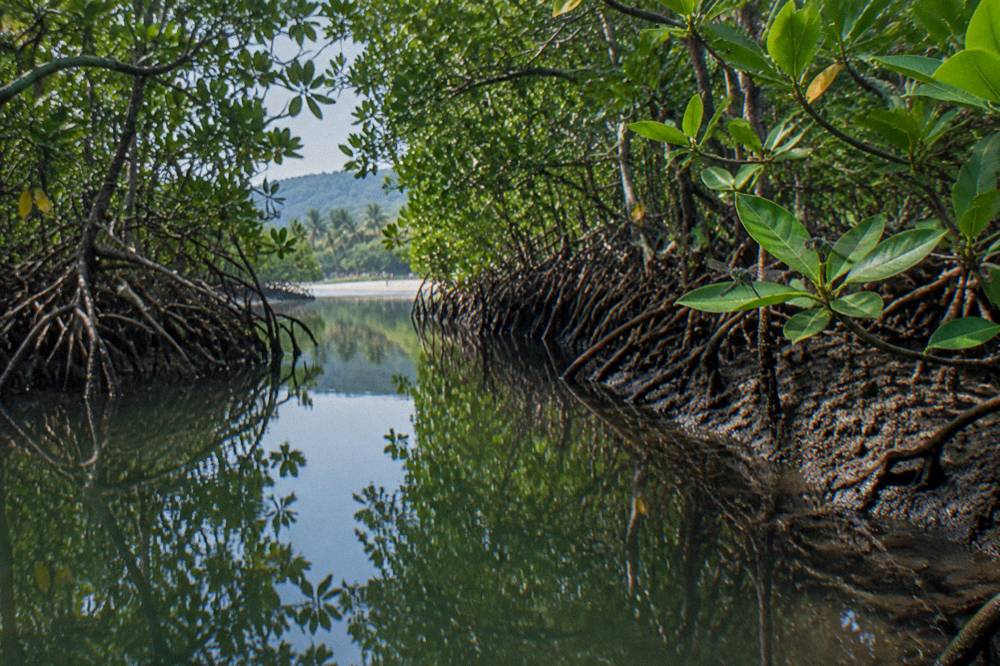 A narrow mangrove channel with dense green trees reflected in still water